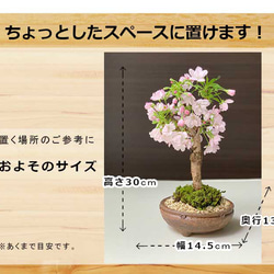 【2024年開花終了】徒歩０分のお花見楽しめます！【八重咲の桜　旭山桜の盆栽（信楽焼鉢）】 3枚目の画像