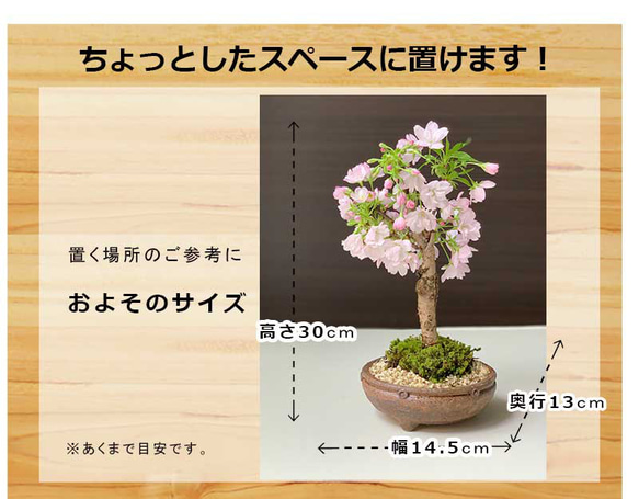 【2024年開花終了】徒歩０分のお花見楽しめます！【八重咲の桜　旭山桜の盆栽（信楽焼鉢）】 3枚目の画像