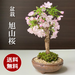 【2024年開花終了】徒歩０分のお花見楽しめます！【八重咲の桜　旭山桜の盆栽（信楽焼鉢）】 1枚目の画像