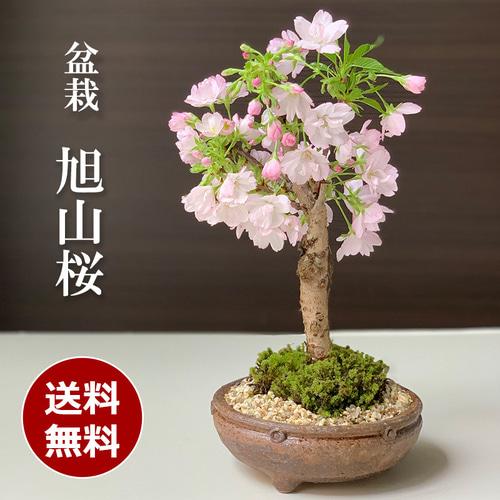 2026年開花終了】徒歩0分のお花見楽しめます！【八重咲の桜 旭山桜の 