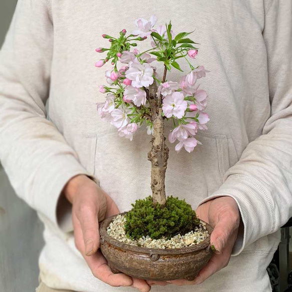 【2024年開花終了】徒歩０分のお花見楽しめます！【八重咲の桜　旭山桜の盆栽（信楽焼鉢）】 2枚目の画像