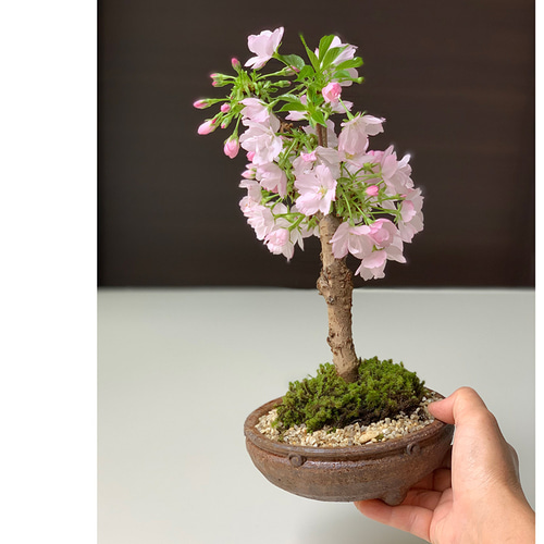 2026年開花終了】徒歩0分のお花見楽しめます！【八重咲の桜 旭山桜の