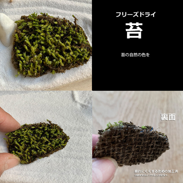 您可以重現更逼真的花園！凍乾苔蘚套裝 附凍乾苔蘚【迷你枯山水套裝】 第8張的照片