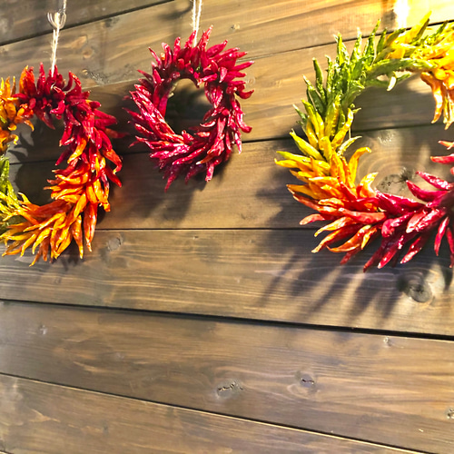 唐辛子カラフルリース Lサイズ ガーランド ネコファーム 通販 8565380