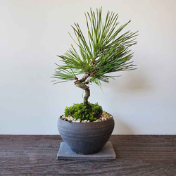 松の盆栽 大きめ 陶器製鉢 陶器鉢の松盆栽