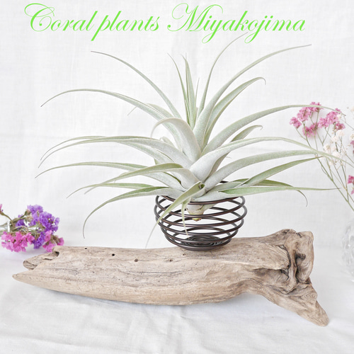 流木プランター エアープランツホルダー 植木鉢 花器 花瓶 ワイヤー