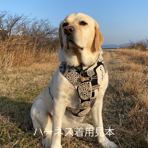 中型犬・大型犬の首輪、リード、大型犬のハーフチョーク、大型犬