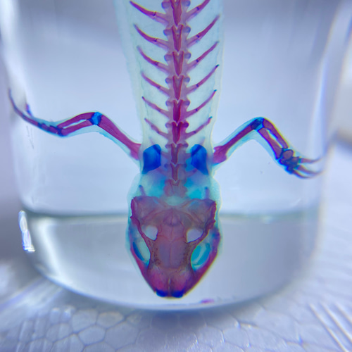 透明標本 アカハライモリ 透明工房 ～生命の華～ ☆透明標本 製作・販売 学術指導☆