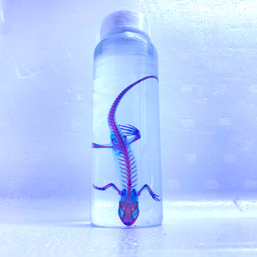 透明標本 アカハライモリ その他置物 透明標本Clair 通販