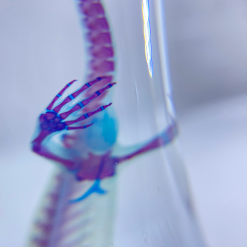 透明標本 アカハライモリ 透明工房 ～生命の華～ ☆透明標本 製作・販売 学術指導☆