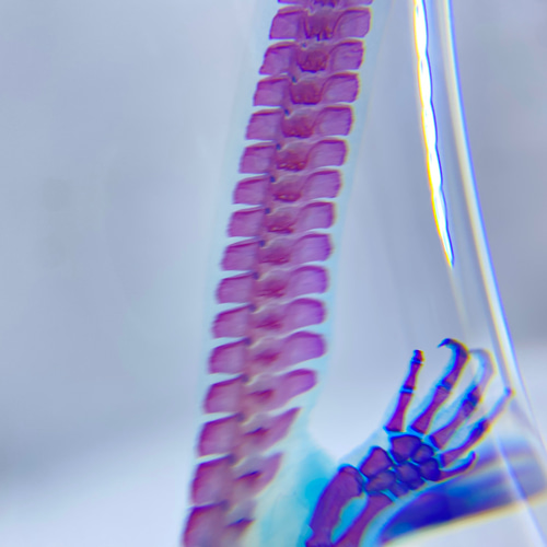 透明標本 アカハライモリ その他置物 透明標本Clair 通販