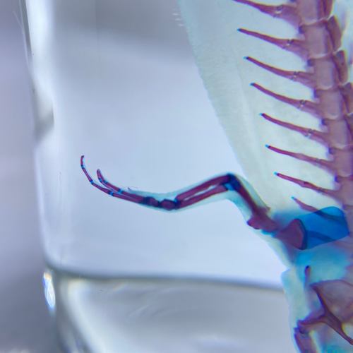 透明標本 アカハライモリ その他置物 透明標本Clair 通販