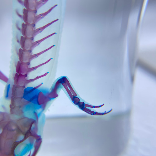 透明標本 アカハライモリ 透明工房 ～生命の華～ ☆透明標本 製作・販売 学術指導☆