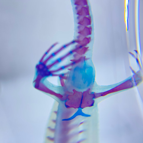 グリーンイモリ 透明標本 グリーンイモリ 透明標本 透明工房 ～生命の華～ ☆透明標本