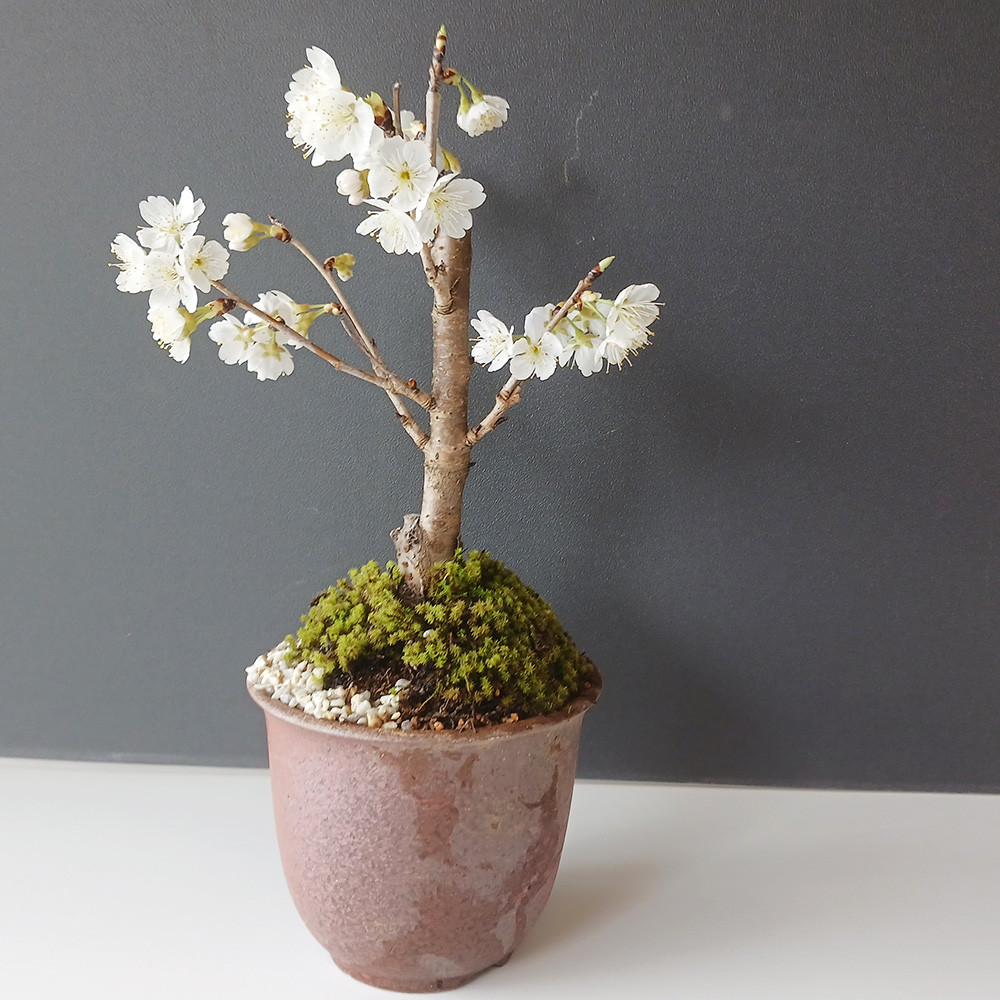 盆栽 サクランボ Cherry Bonsai #115 | Oh! BONSAI