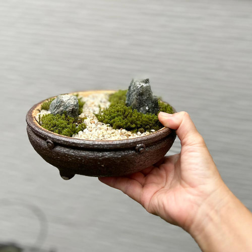 コケを育てませんか？ 【苔盆栽 こけぼんさい（信楽焼平鉢）】 その他