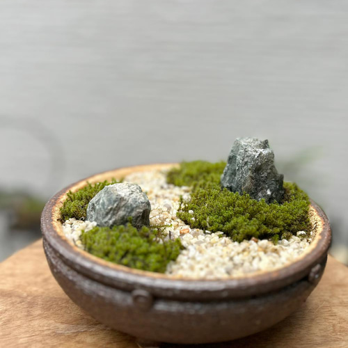 コケを育てませんか？ 【苔盆栽 こけぼんさい（信楽焼平鉢）】 その他