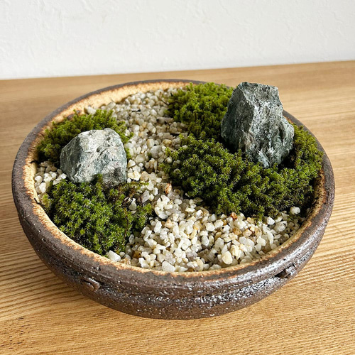 コケを育てませんか？ 【苔盆栽 こけぼんさい（信楽焼平鉢）】 その他