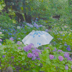 青に染まる花 ［アート折り畳み雨傘/SUSTO］ 1枚目の画像