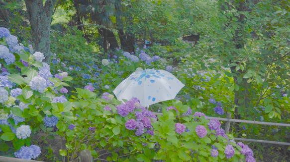 青に染まる花 ［アート折り畳み雨傘/SUSTO］ 1枚目の画像