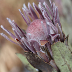 大きめサイズ❇️プルモサム❣️ドライフラワー リューカデンドロン プルモーサムの Dry Flower（5ヘッド
