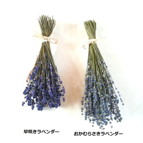 北海道産ラベンダー 色が濃い早咲き（ドライフラワー/素材） その他