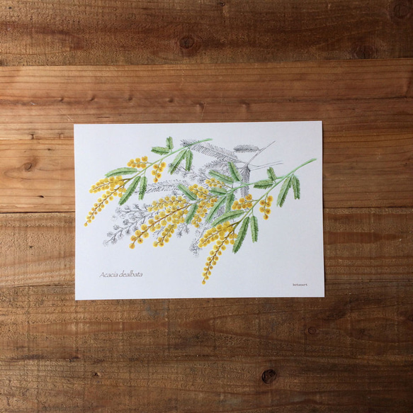 ミモザのポスター 植物画 Botanical art Mimoza Mini Poster イラスト