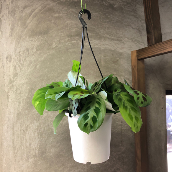 観葉植物　吊り鉢　マランタ 4枚目の画像