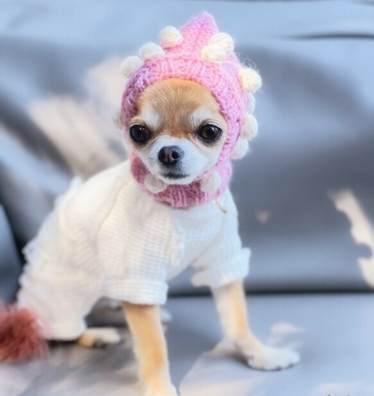 ☆冬用すっぽりニット帽☆着用イメージまとめ☆ 犬用帽子　イタグレ服　ハンドメイド