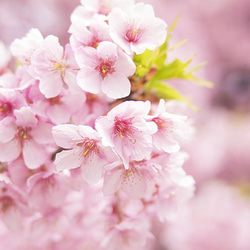 締め付けないショーツ　ふんどしパンツ　オーガニックコットン　韓国生地　桜　S,M,Lサイズ　リラックス　肌に優しい 9枚目の画像