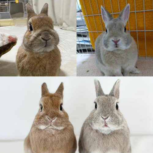 オーダーメイド】【Lサイズ】羊毛フェルト うさぎ ペット うちの