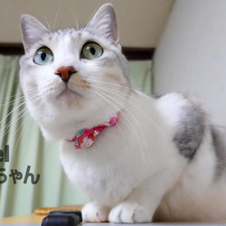 お着物風～さくら～＊和風猫ちゃん首輪 6枚目の画像