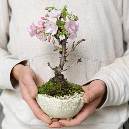 徒歩0分のお花見楽しめます！【八重咲の桜 旭山桜の盆栽（白万古深鉢