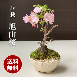 お花々＊様 2025年開花終了】徒歩0分のお花見楽しめます！【八重咲の桜