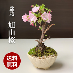 【2024年開花終了】徒歩０分のお花見楽しめます！【八重咲の桜　旭山桜の盆栽（白万古深鉢）】 1枚目の画像