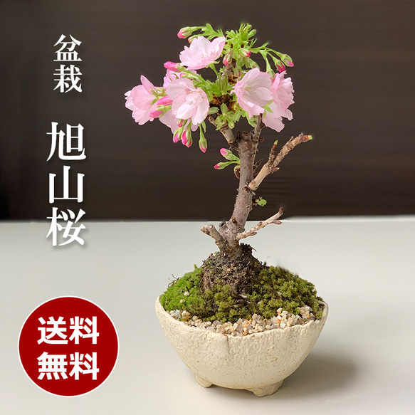 2025年開花終了】徒歩0分のお花見楽しめます！【八重咲の桜