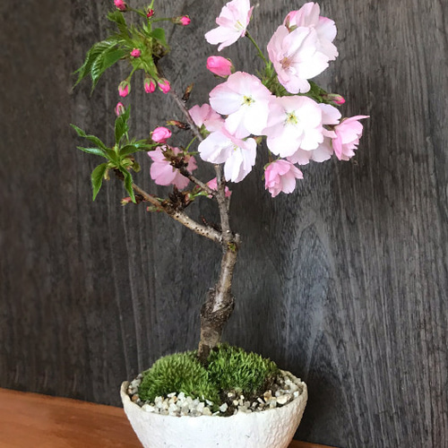 2026年開花終了】徒歩0分のお花見楽しめます！【八重咲の桜 旭山桜の