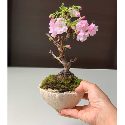 2025年開花終了】徒歩0分のお花見楽しめます!【八重咲の桜 2025年開花終了】徒歩0分のお花見楽しめます!【八重咲の桜