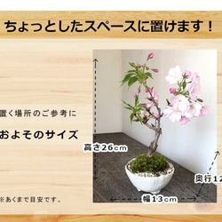 【2024年開花終了】徒歩０分のお花見楽しめます！【八重咲の桜　旭山桜の盆栽（白万古深鉢）】 2枚目の画像