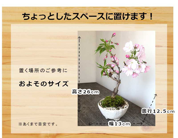 【2024年開花終了】徒歩０分のお花見楽しめます！【八重咲の桜　旭山桜の盆栽（白万古深鉢）】 2枚目の画像