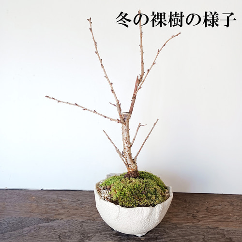 一重（ひとえ）の桜の盆栽【御殿場桜（ごてんばざくら）の盆栽