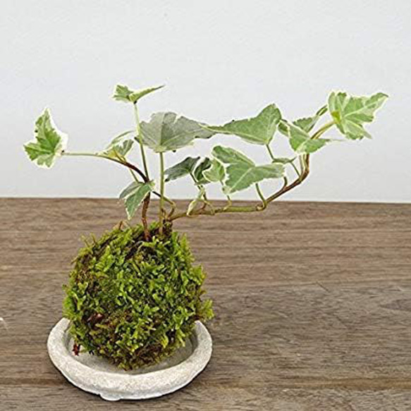 苔玉の入門版、丈夫で育てやすい【ミニアイビー苔玉・白灰陶器セット 1枚目の画像