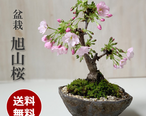 月花 GK9LLtpbgAAJVtf.jpg