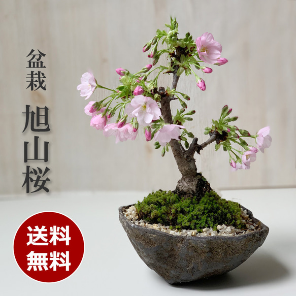 【2024年開花終了】徒歩０分のお花見楽しめます！【八重咲の桜　旭山桜の盆栽（くらま鉢）】 1枚目の画像