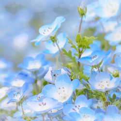 「Pretty Nemophila」 幾乎相容於所有 iPhone/Android 型號 智慧型手機保護殼 筆記型電腦類型 斯堪 第7張的照片