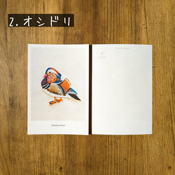 お好きな7枚を選べる野鳥ポストカード 3枚目の画像