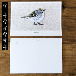 お好きな7枚を選べる野鳥ポストカード 8枚目の画像