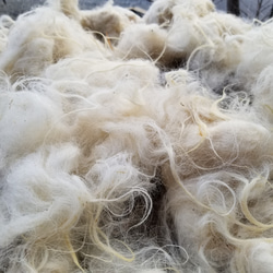 フライスランド系湯洗い羊毛300g 国産羊毛 長野県産 送料別 夾雑物多 受注製作 1枚目の画像