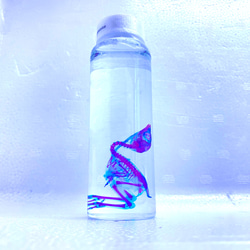 透明標本 ウズラ その他置物 透明標本Clair 通販 8767030｜Creema