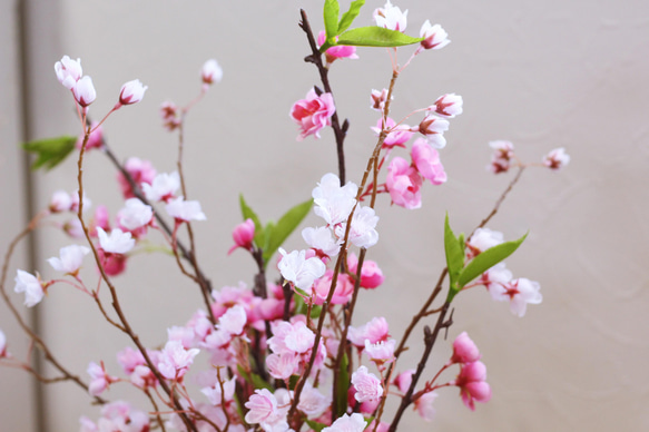 １年中楽しめる「桜」ガラス器セットアレンジ　「Creema限定」 4枚目の画像